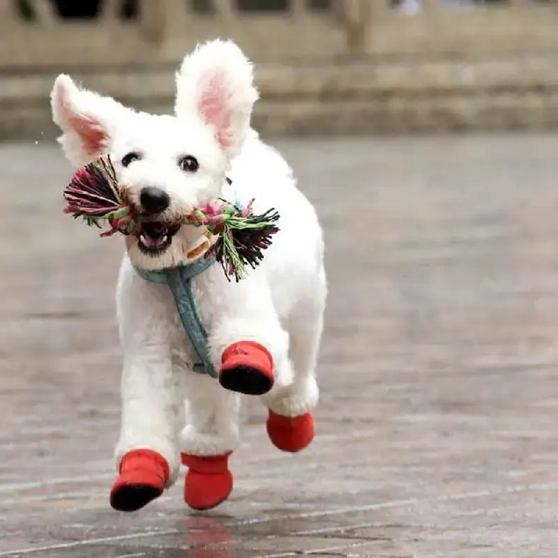 CozyPaws •  Dog Waterproof Boots
